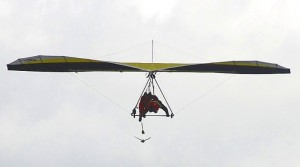 Lucy the Falcon Approaching the Lure