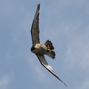 Lucy the Peregrine Falcon