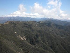 California Condor (2)