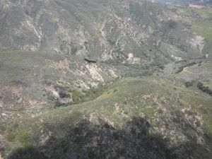 California Condor (5)