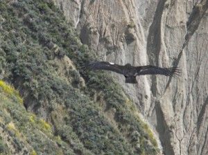 California Condor (6)